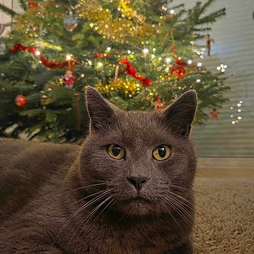 Simon