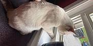 Fredo is registered to the contest to win money with this photo: carnivore, cat, felidae, finger, foot, fur, hand, leg, nail, paw, small_to_medium_sized_cats, tail, whiskers