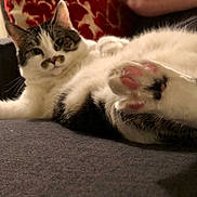 Gracie Mae is registered to the contest to win money with this photo: animal, cat, claws, close_up, couch, ear, fabric, fur, indoor, mammal, nose, patterned_cushion, paw, pet, pink_paw_pads, relaxed, resting, tabby, whiskers, white_fur