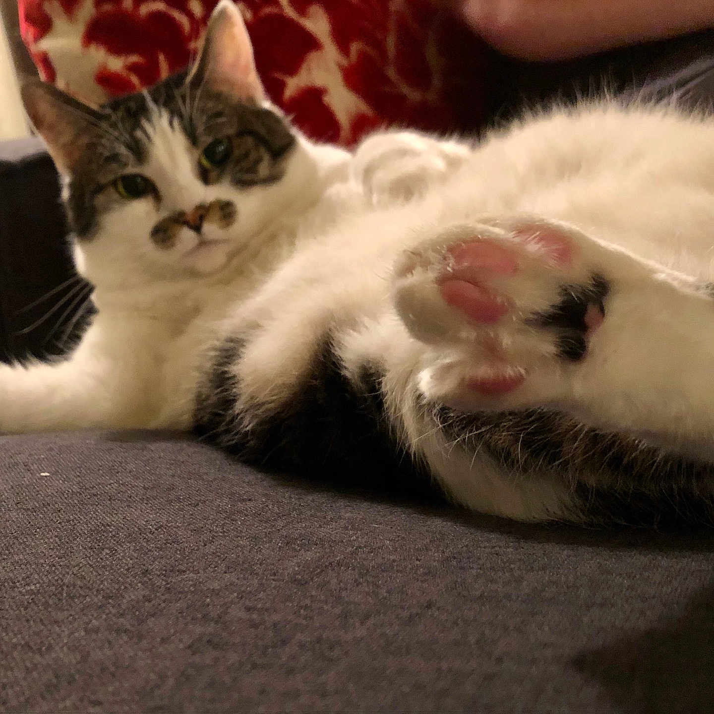 Gracie Mae