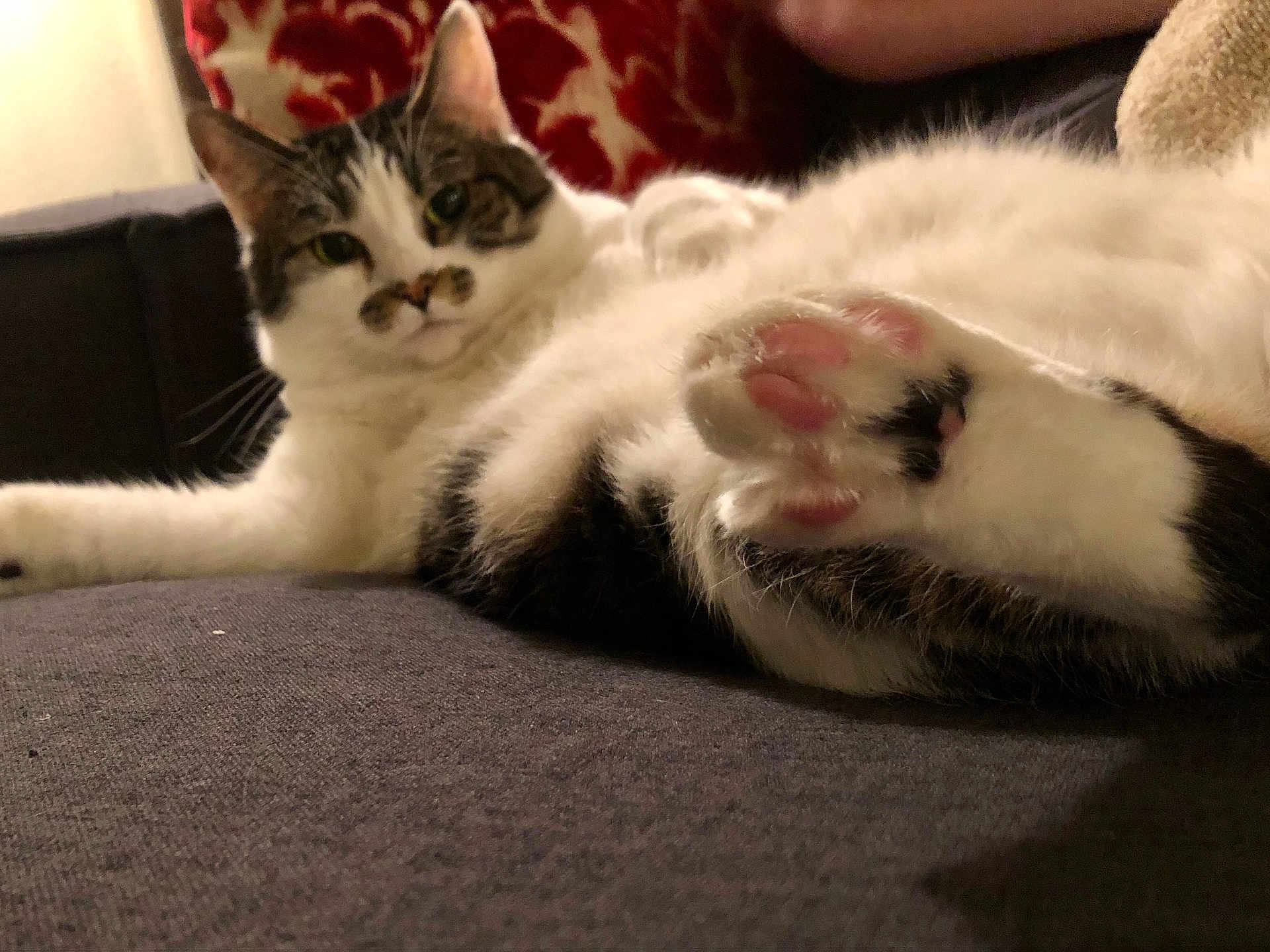 Gracie Mae is registered to the contest to win money with this photo: animal, cat, claws, close_up, couch, ear, fabric, fur, indoor, mammal, nose, patterned_cushion, paw, pet, pink_paw_pads, relaxed, resting, tabby, whiskers, white_fur