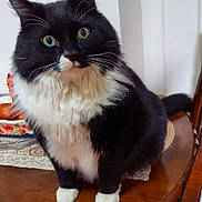 Felix joined the competition — help win amazing prizes! cat, black_cat, white_fur, green_eyes, fluffy, sitting, table, wooden_table, indoor, furniture, domestic_animal, pet, curious, close_up, whiskers, four_paws, household, cozy, decor, background