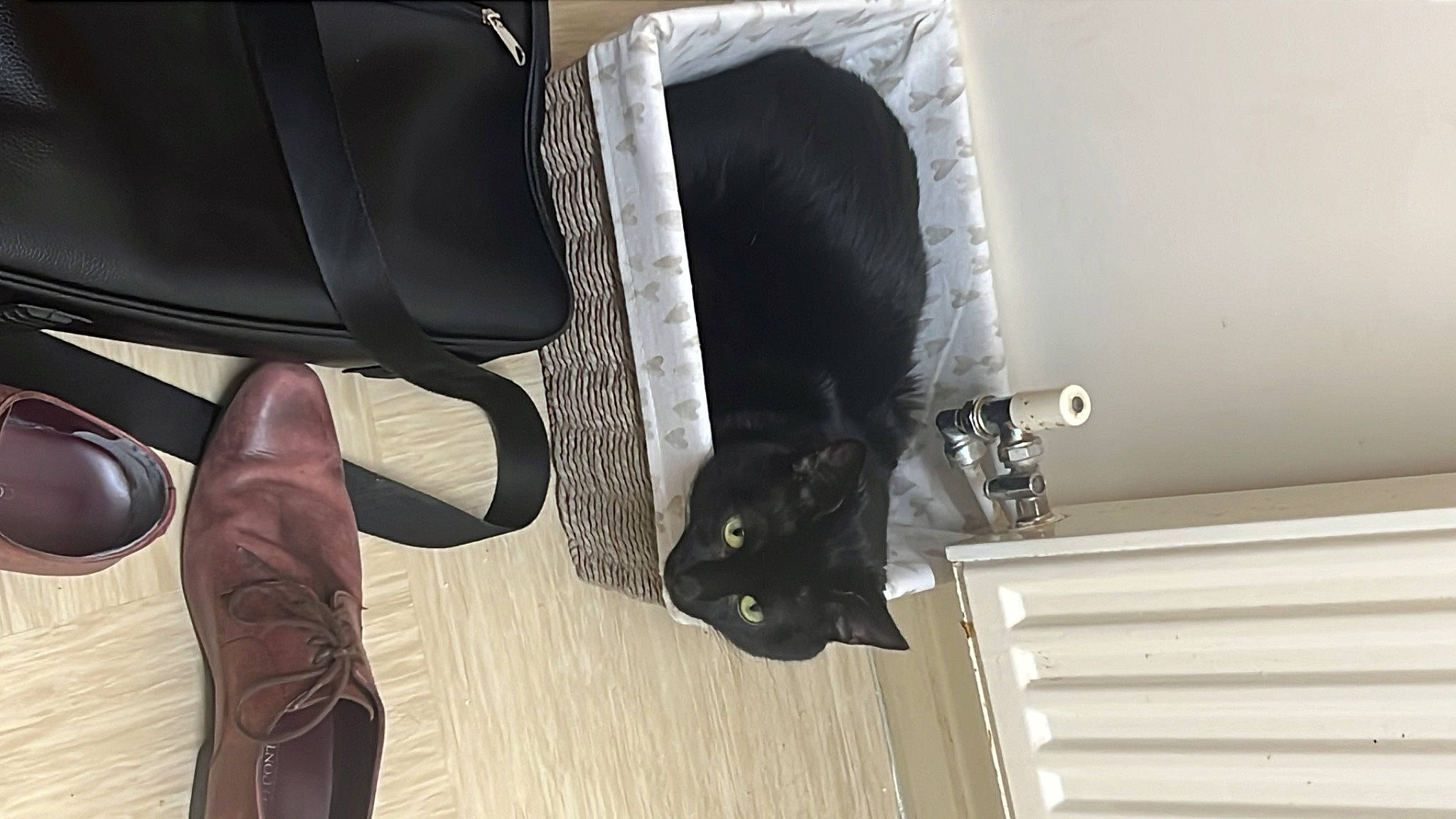 Buzz joined the competition — help win amazing prizes! black_cat, carnivore, cat, chair, comfort, domestic_short_haired_cat, felidae, flooring, foot, fur, grey, hardwood, human_leg, outdoor_shoe, small_to_medium_sized_cats, synthetic_rubber, tail, thigh, whiskers, wood