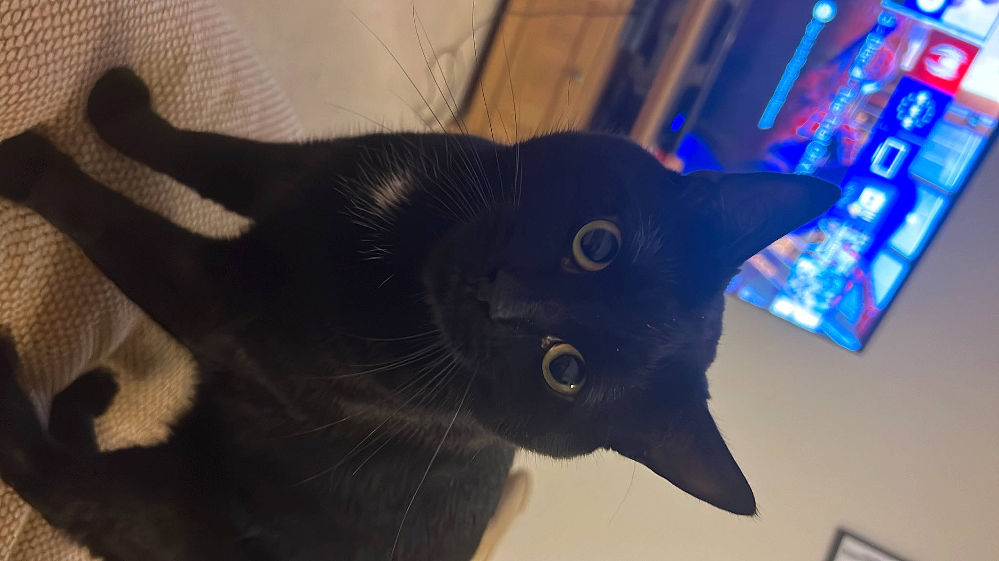 Buzz joined the competition — help win amazing prizes! black_cat, bombay, carnivore, cat, domestic_short_haired_cat, electric_blue, eye, felidae, fur, russian_blue, sky, small_to_medium_sized_cats, snout, tail, tree, whiskers, window