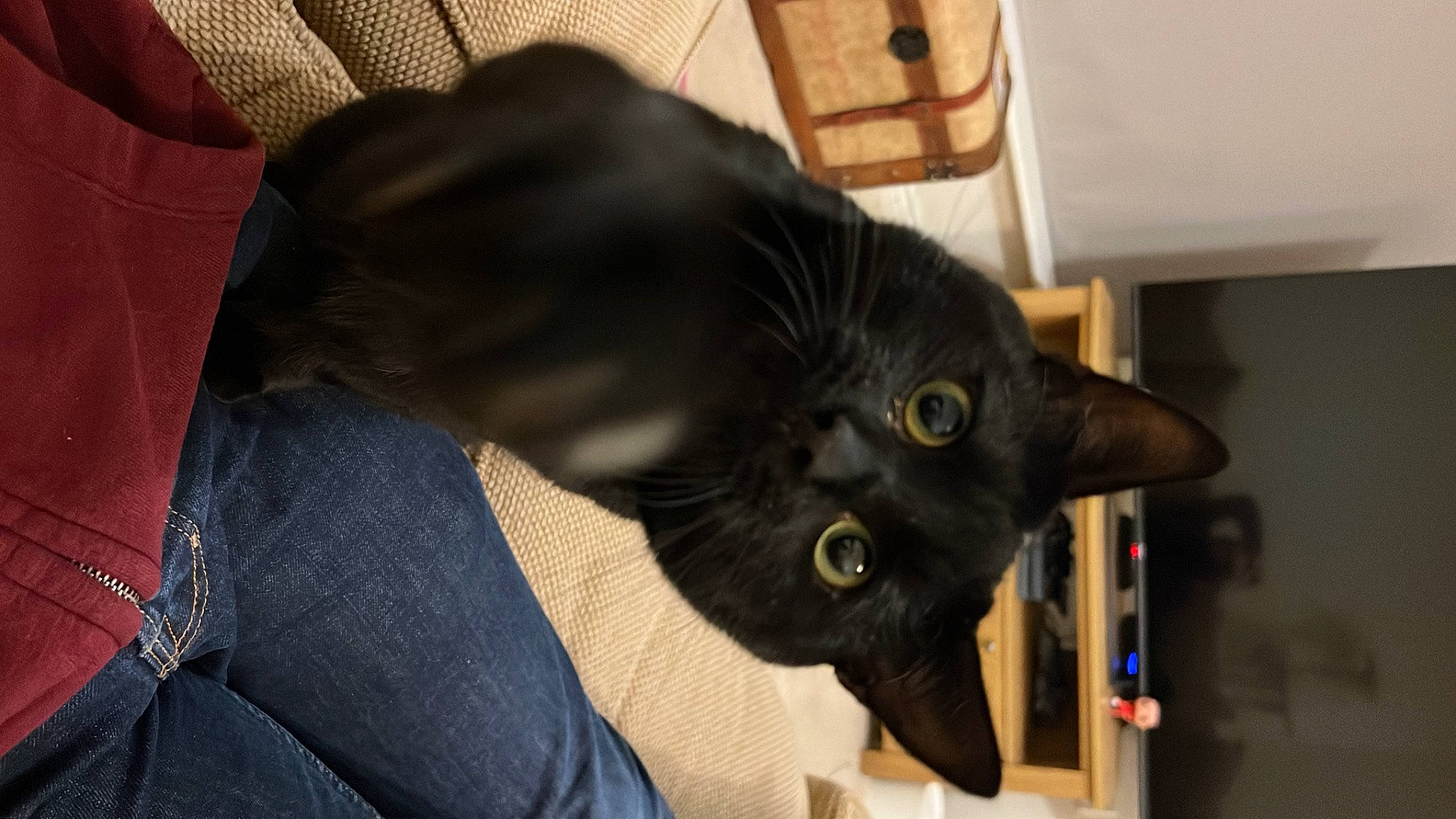 Buzz is registered to the contest to win money with this photo: black_cat, bombay, carnivore, cat, claw, comfort, domestic_short_haired_cat, felidae, fur, small_to_medium_sized_cats, snout, whiskers