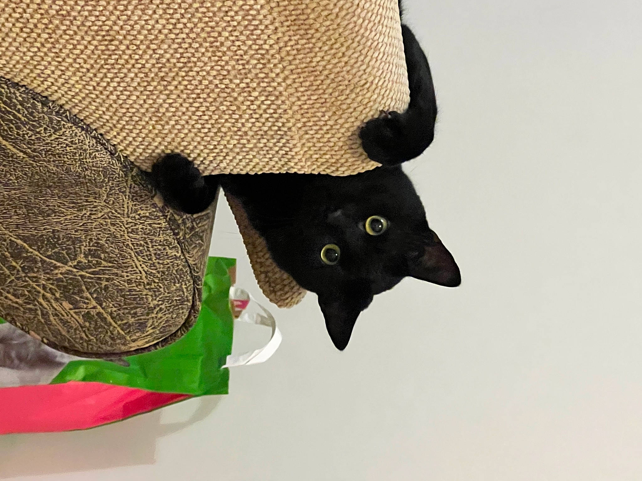 Buzz is registered to the contest to win money with this photo: basket, button, cap, carmine, cat, collar, costume_hat, fashion_accessory, fedora, felidae, fur, hat, headgear, helmet, pattern, sleeve, small_to_medium_sized_cats, sun_hat, sunglasses, vertebrate