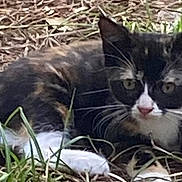 Deeno is registered to the contest to win money with this photo: alert, animal, calico_cat, cat, closeup, cute, dry_grass, ears, eye_contact, fur, grass, laying_down, mammal, nature, outdoor, paws, pet, relaxed, whiskers, wildlife