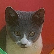 Quinlin joined the competition — help win amazing prizes! alert, animal, cat, closeup, curious, cute, domestic_cat, ears, eyes, face, feline, fur, gray_cat, indoor, looking, pet, portrait, red_background, whiskers, white_cat