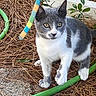 alert, animal, cat, close_up, curious, ears, feline, garden_hose, gray_and_white, ground, kitten, nature, outdoor, paw_raised, pet, pine_needles, plants, playful, whiskers, young_cat
