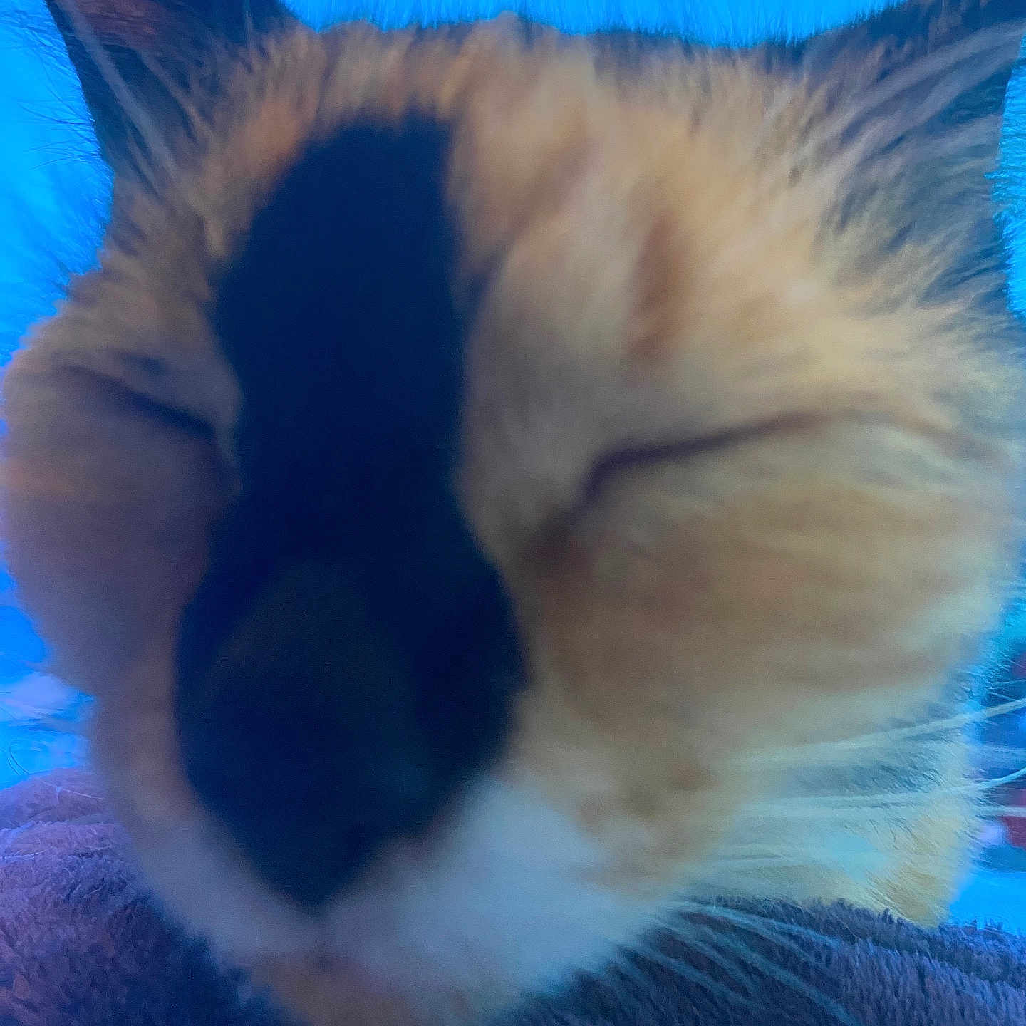 Harries joined the competition — help win amazing prizes! cat, close_up, sleepy, feline, fur, whiskers, ears, blanket, purple, soft, blue_background, resting, cozy, pet, animal, indoor, cute, relaxed, napping, portrait