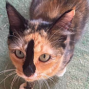 Harries is registered to the contest to win money with this photo: cat, calico, close_up, green_eyes, whiskers, fur_pattern, pet, animal, curious, looking_up, indoor, texture, green_surface, black_stripe, unique_markings, mammal, cute, domestic_cat, feline, portrait