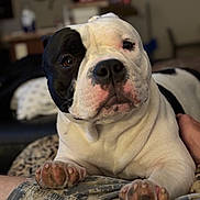 Goose is registered to the contest to win money with this photo: animal, black_and_white, camo_pants, closeup, companion, cute, dog, domestic_animal, ears, face, fur, household, indoor, laying, mammal, paws, pet, portrait, relaxed, snout