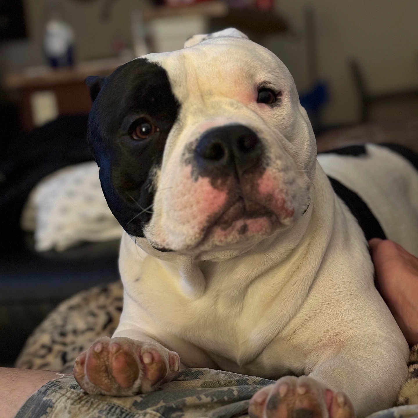 Goose is registered to the contest to win money with this photo: animal, black_and_white, camo_pants, closeup, companion, cute, dog, domestic_animal, ears, face, fur, household, indoor, laying, mammal, paws, pet, portrait, relaxed, snout