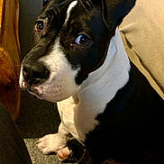 Apache a rejoint le concours — aidez-le/la à gagner de superbes lots ! animal, black_and_white, carpet, close_up, companion, couch, curious, dog, domestic, ear, floor, household, indoor, looking_up, mammal, paw, pet, sitting, wooden_table, young_dog