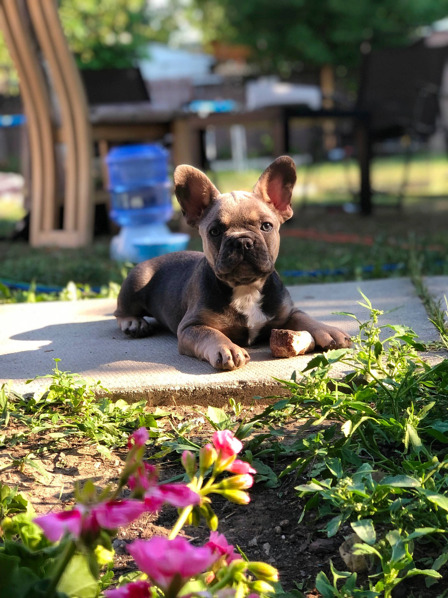 Dalton participe au concours pour gagner de l'argent avec cette photo : bulldog, carnivore, companion_dog, dog, dog_breed, fawn, flower, grass, groundcover, lawn, mammal, petal, plant, snout, sporting_group, terrestrial_animal, terrestrial_plant, toy_dog, vertebrate, working_animal