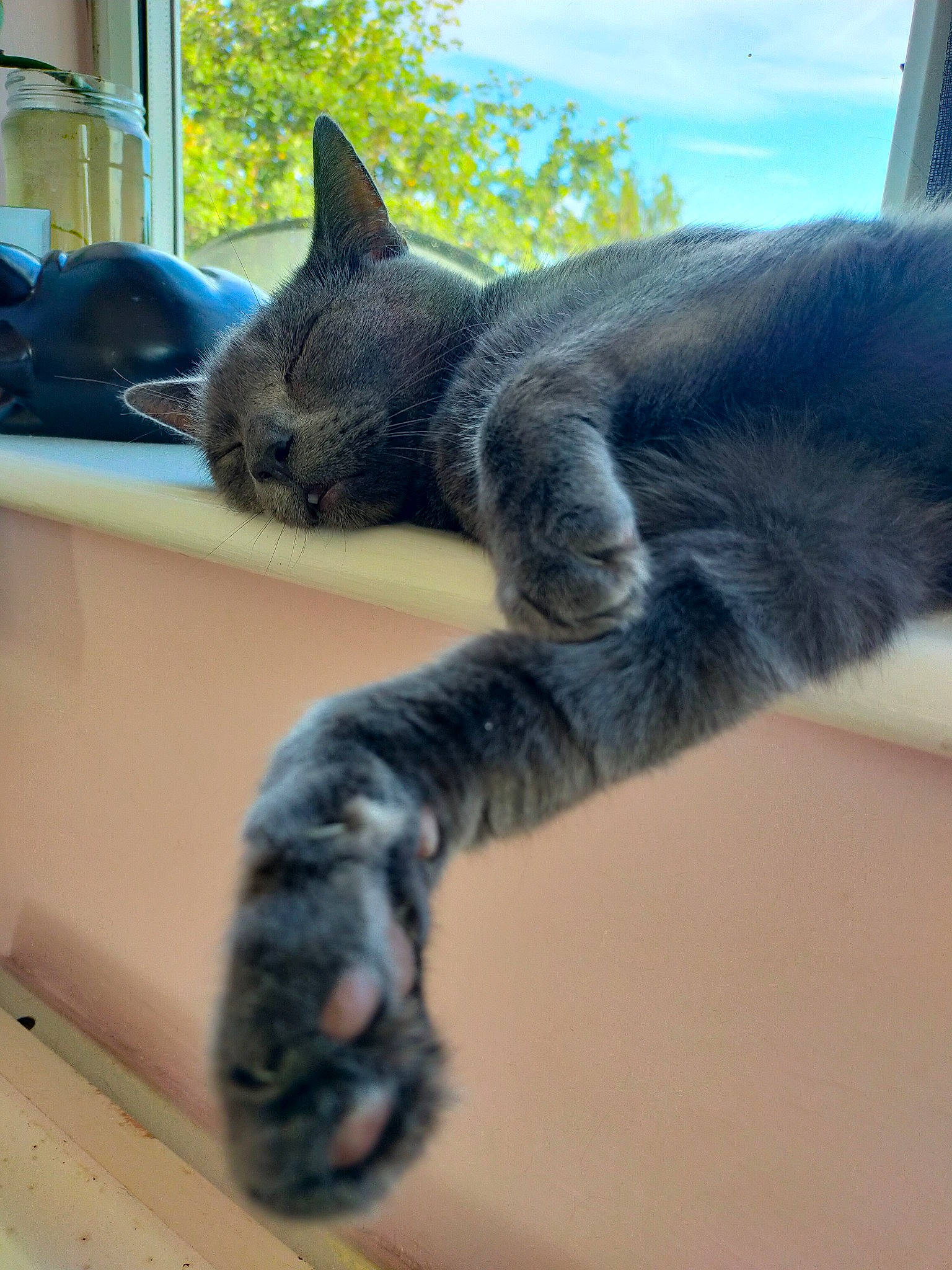 Smokey-joe is registered to the contest to win money with this photo: carnivore, cat, claw, comfort, domestic_short_haired_cat, felidae, fur, grey, paw, plant, russian_blue, sky, small_to_medium_sized_cats, snout, tail, terrestrial_animal, tree, whiskers, window
