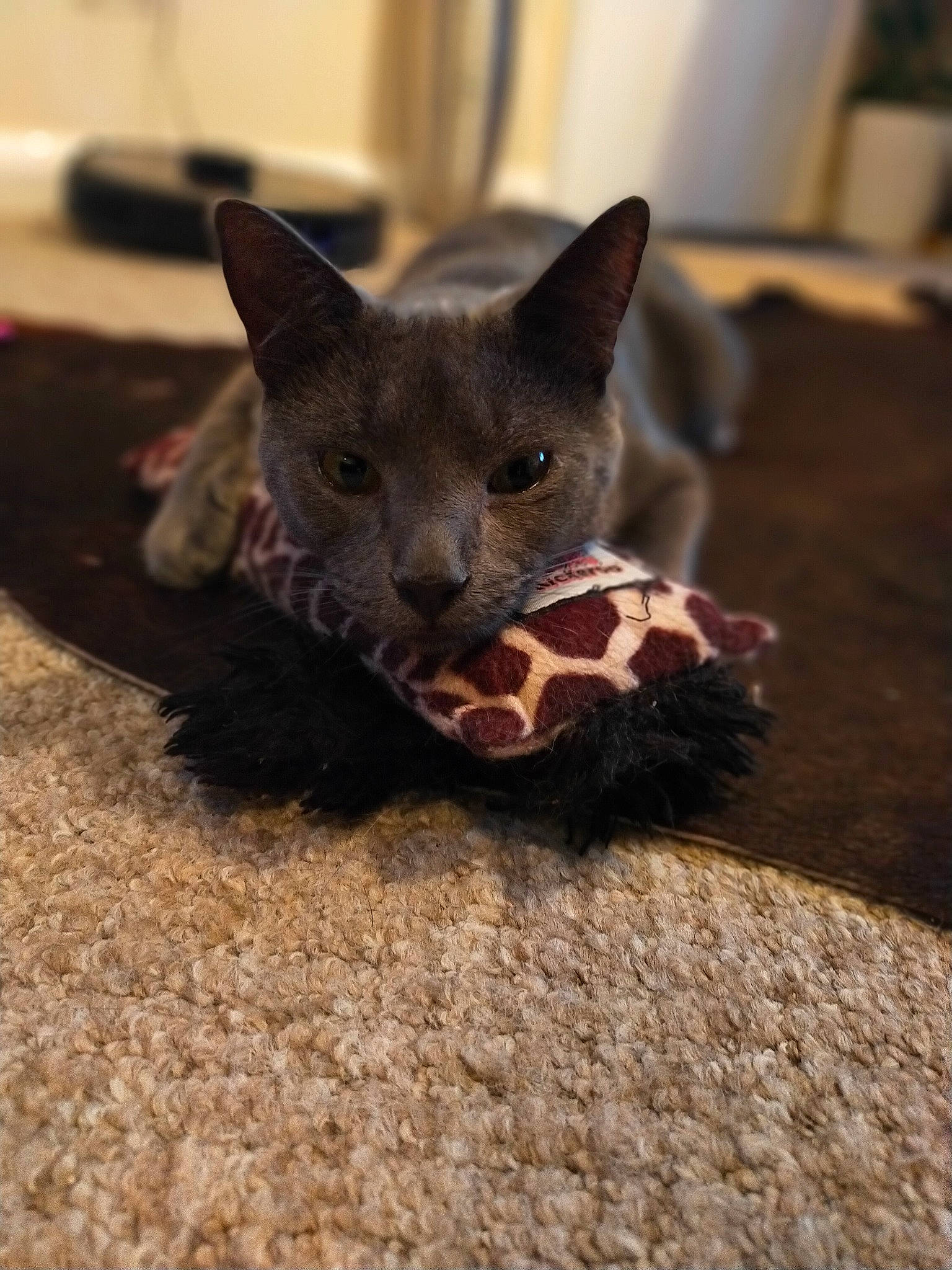 Smokey-joe is registered to the contest to win money with this photo: black_cat, carnivore, cat, cat_food, cat_supply, claw, domestic_short_haired_cat, fawn, felidae, flooring, fur, paw, pet_supply, russian_blue, small_to_medium_sized_cats, snout, tail, terrestrial_animal, whiskers