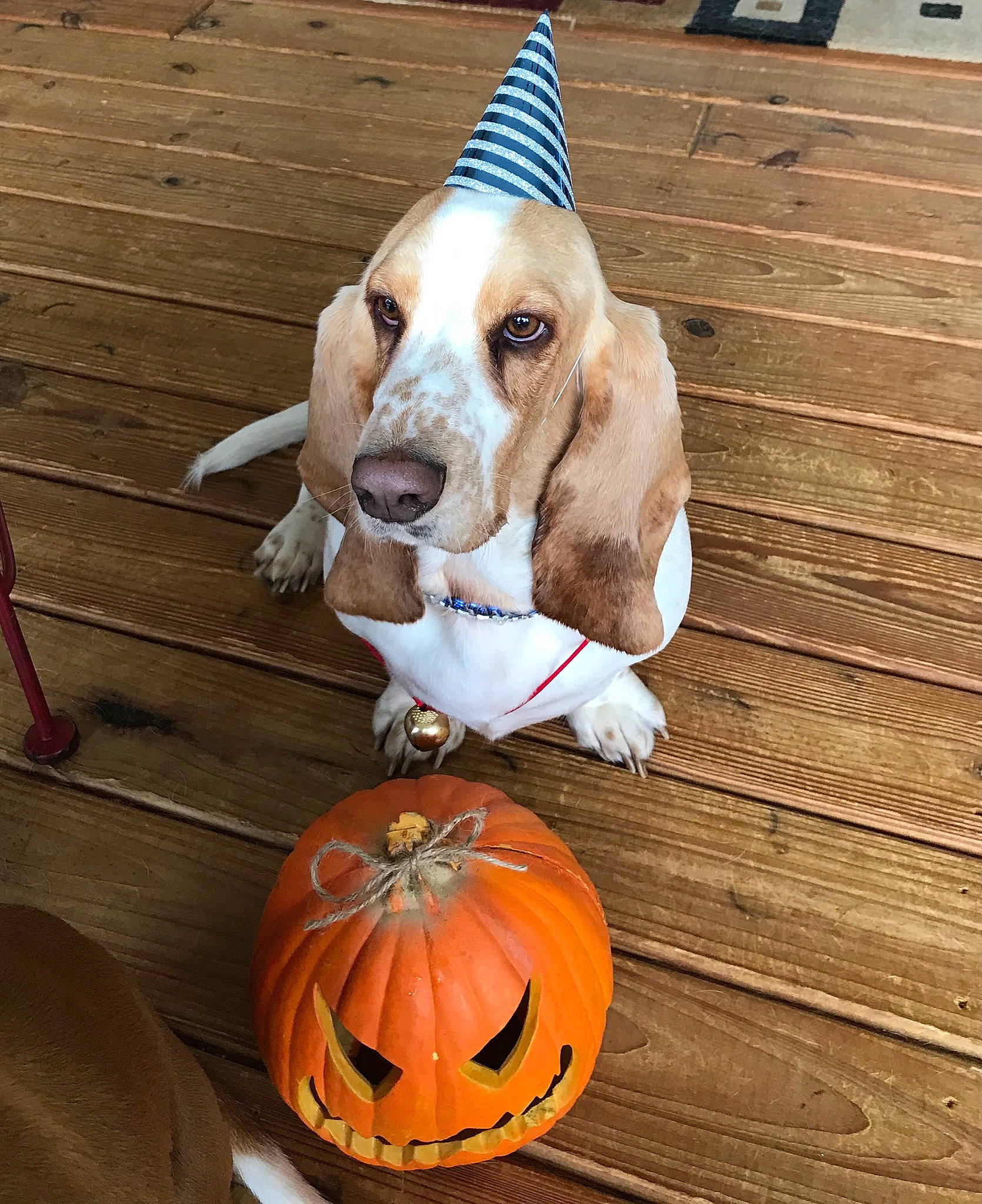 Harley is registered to the contest to win money with this photo: calabaza, carnivore, companion_dog, cucurbita, dog, dog_breed, dog_supply, eye, fawn, gourd, head, jack_o_lantern, plant, pumpkin, scent_hound, squash, vegetable, winter_squash, wood, working_animal