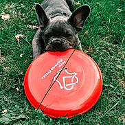 Blue a rejoint le concours — aidez-le/la à gagner de superbes lots ! dog, french_bulldog, puppy, frisbee, grass, outdoor, pet, playful, animal, greenery, nature, chew_toy, ears, mouth, cute, summer, daylight, focus, fun, adorable