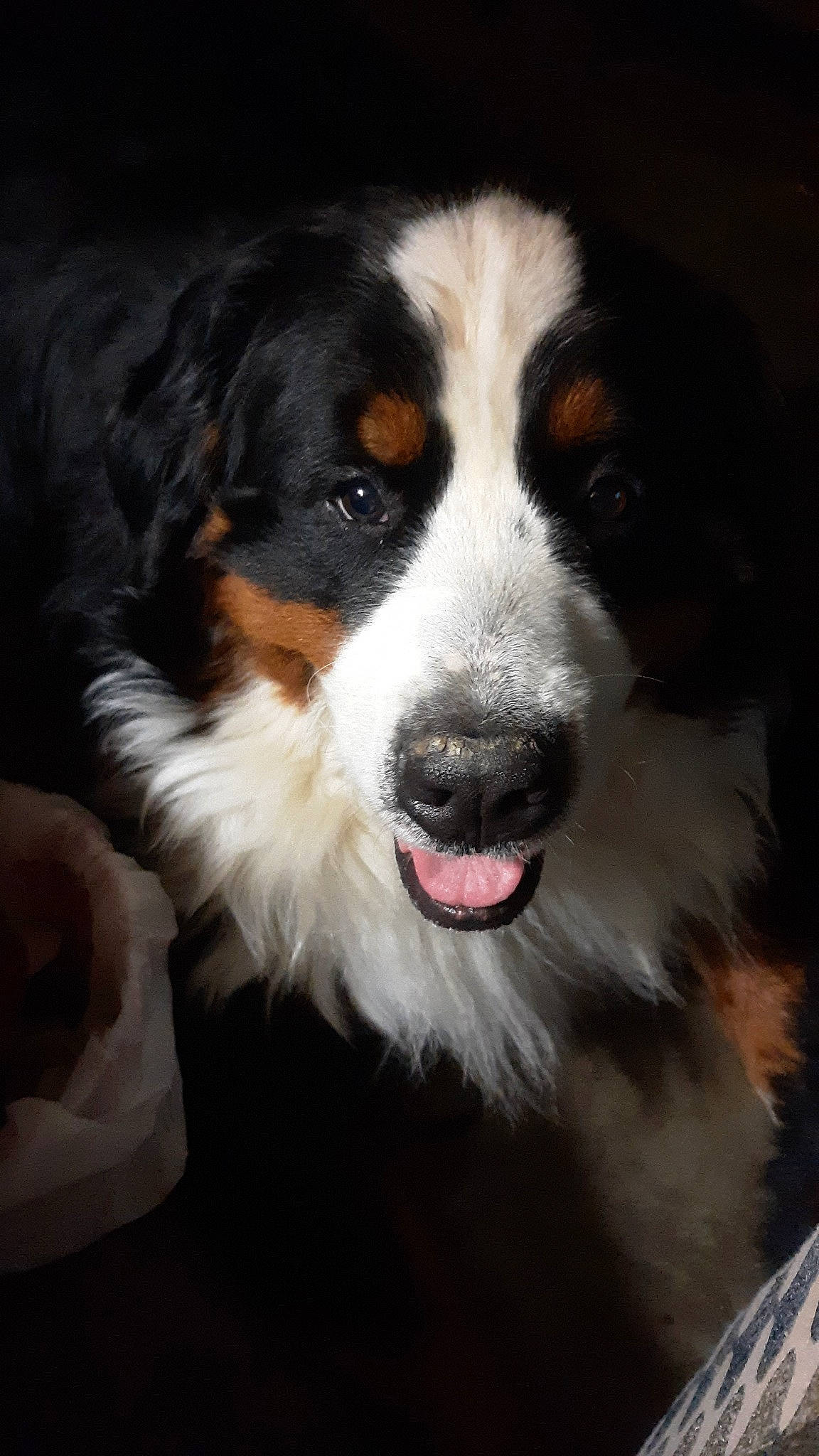 Handsome Jack joined the competition — help win amazing prizes! australian_collie, australian_shepherd, bernese_mountain_dog, canidae, carnivore, companion_dog, dog, dog_breed, english_shepherd, mammal, rare_breed_dog, snout, sporting_group, vertebrate, welsh_sheepdog, working_dog