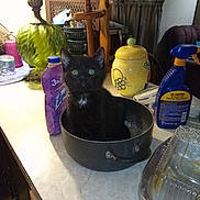 Cinders joined the competition — help win amazing prizes! kitten, black_cat, cat, pot, kitchen_counter, lamp, cleaning_supplies, bottle, container, green_eyes, curious, indoor, household_items, ceramic, glass_lamp, purple_bottle, yellow_container, plastic_bottle, curtains, chair