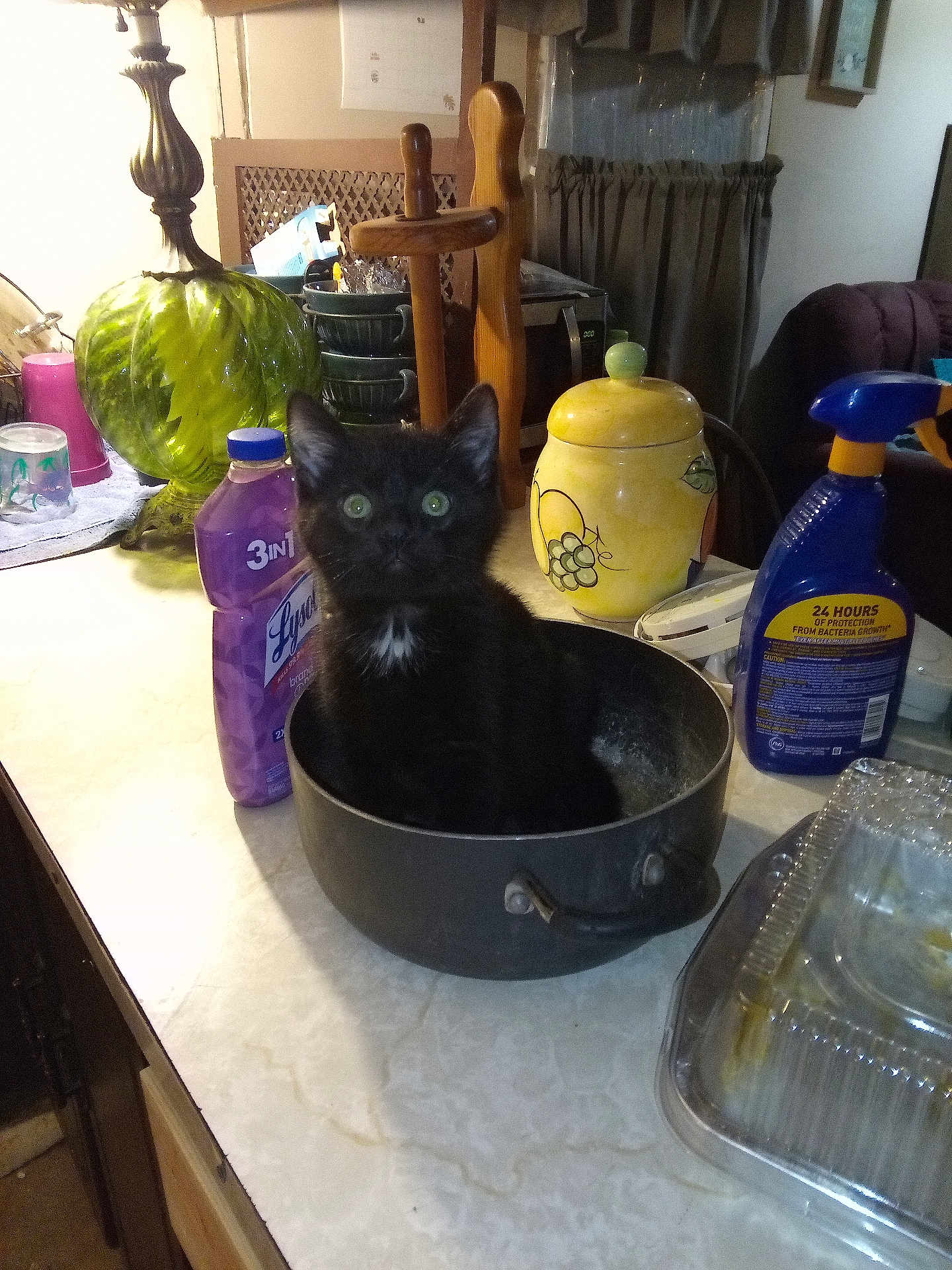 Cinders joined the competition — help win amazing prizes! kitten, black_cat, cat, pot, kitchen_counter, lamp, cleaning_supplies, bottle, container, green_eyes, curious, indoor, household_items, ceramic, glass_lamp, purple_bottle, yellow_container, plastic_bottle, curtains, chair
