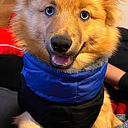 Teddy is registered to the contest to win money with this photo: dog, blue_eyes, fluffy, jacket, indoor, blanket, smiling, cute, pet, canine, fur, portrait, cozy, warm_clothing, animal, sitting, brown_fur, happy, domestic_animal, closeup