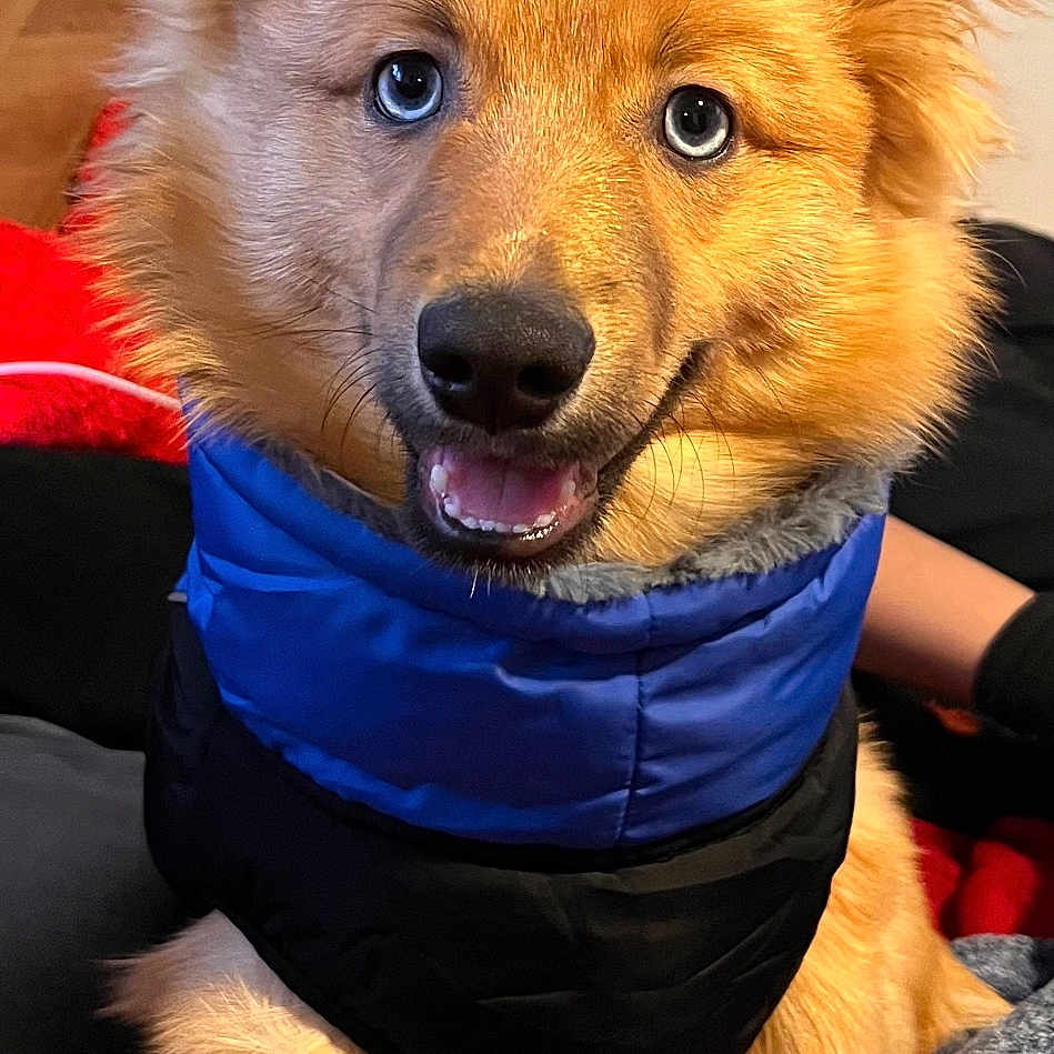 Teddy is registered to the contest to win money with this photo: animal, blanket, blue_eyes, brown_fur, canine, closeup, cozy, cute, dog, domestic_animal, fluffy, fur, happy, indoor, jacket, pet, portrait, sitting, smiling, warm_clothing