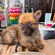 Teddy Bear joined the competition — help win amazing prizes! puppy, dog, blue_eyes, fluffy, lap, indoor, furniture, clothing, table, cup, storage_drawers, door, pet, cute, small, young, relaxed, cozy, brown_fur, person