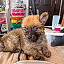puppy, dog, blue_eyes, fluffy, lap, indoor, furniture, clothing, table, cup, storage_drawers, door, pet, cute, small, young, relaxed, cozy, brown_fur, person