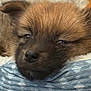 puppy, dog, sleepy, brown_fur, fluffy, closeup, resting, blanket, cozy, pet, animal, cute, indoor, soft, young, face, fur, comfort, relaxation, adorable