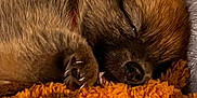 Teddy Bear joined the competition — help win amazing prizes! animal, blanket, closeup, cozy, cute, dog, domestic_animal, fur, indoors, napping, paw, pet, puppy, resting, sleeping, snuggled, soft, toy, warm, young