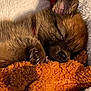 Teddy Bear joined the competition — help win amazing prizes! puppy, dog, sleeping, toy, blanket, fur, cozy, cute, pet, paw, snuggled, soft, napping, animal, domestic_animal, closeup, young, indoors, resting, warm