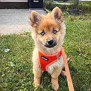 Teddy Bear joined the competition — help win amazing prizes! animal, blue_eyes, canine, cute, dog, ears, fence, furry, grass, house, leash, orange_harness, outdoor, pet, puppy, sitting, snout, suburban, yard, young_dog