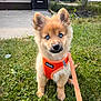 animal, blue_eyes, canine, cute, dog, ears, fence, furry, grass, house, leash, orange_harness, outdoor, pet, puppy, sitting, snout, suburban, yard, young_dog