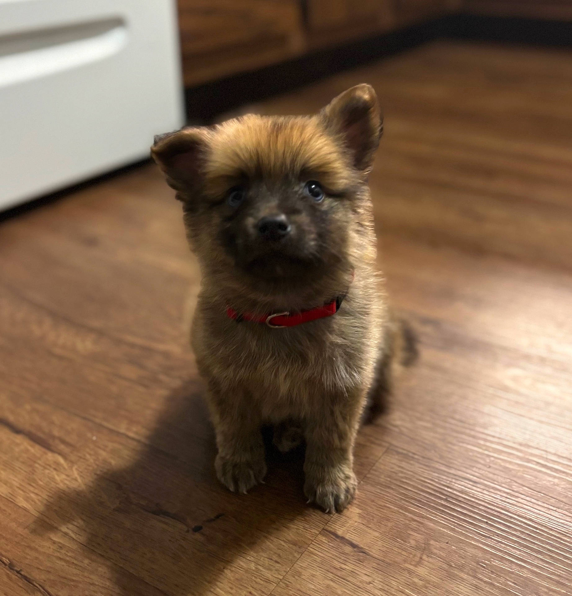 adorable, animal, brown, canine, curious, cute, dog, domestic, fluffy, fur, home, indoor, looking_up, pet, puppy, red_collar, sitting, small, wooden_floor, young