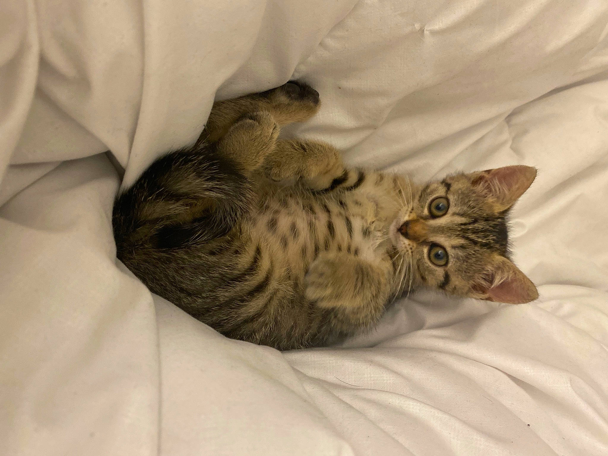 Twixy a rejoint le concours — aidez-le/la à gagner de superbes lots ! bed, bed_sheet, bedding, carnivore, cat, cat_bed, claw, comfort, domestic_short_haired_cat, fawn, felidae, fur, grey, linens, nap, paw, small_to_medium_sized_cats, tail, vertebrate, whiskers