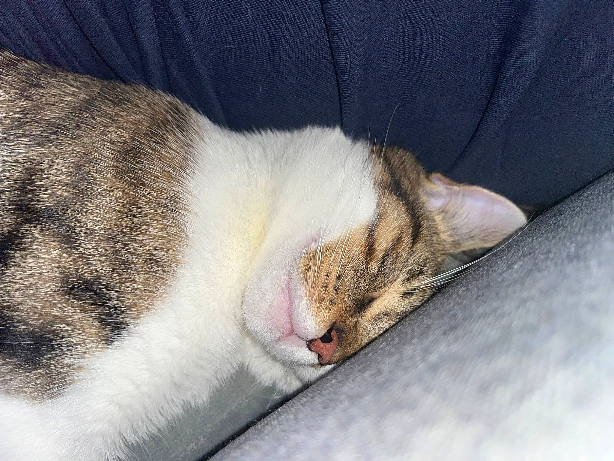 Diablo a rejoint le concours — aidez-le/la à gagner de superbes lots ! carnivore, cat, claw, comfort, domestic_short_haired_cat, eye, felidae, fur, nap, paw, sleep, small_to_medium_sized_cats, snout, tail, whiskers, wood