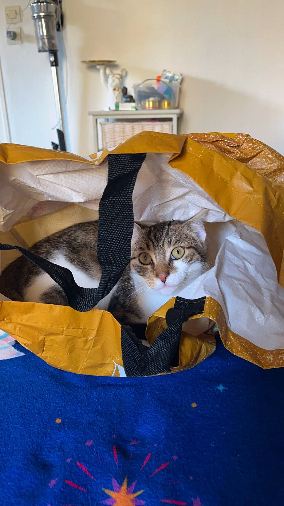 Diablo participe au concours pour gagner de l'argent avec cette photo : bag, bed_sheet, bedding, blanket, carnivore, cat, comfort, domestic_short_haired_cat, felidae, fur, linens, packaging_and_labeling, paper, paper_product, room, small_to_medium_sized_cats, tail, textile, whiskers, wood