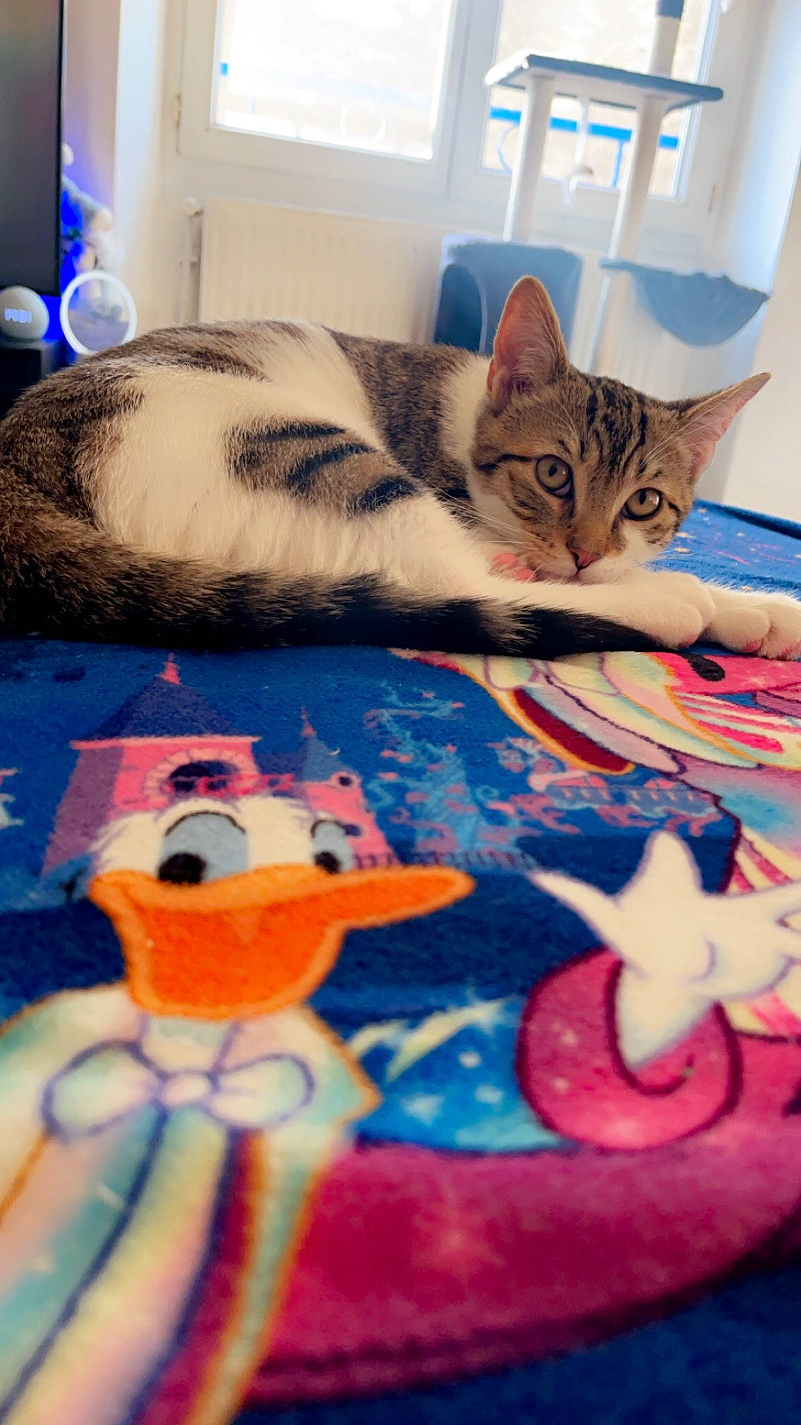 Diablo a rejoint le concours — aidez-le/la à gagner de superbes lots ! art, carnivore, cat, comfort, domestic_short_haired_cat, felidae, fur, linens, mammal, pattern, paw, room, small_to_medium_sized_cats, tail, textile, toy, vertebrate, visual_arts, whiskers, white