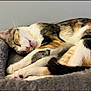animal, calico, cat, close_up, cozy, cute, domestic_cat, feline, fluffy, fur, indoor, nap, peaceful, pet_bed, relaxed, resting, sleeping, soft_texture, tongue_out, whiskers