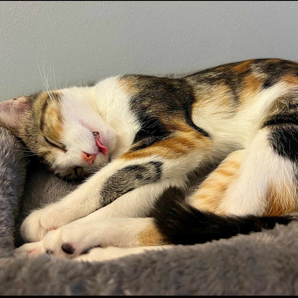 Cleo joined the competition — help win amazing prizes! animal, calico, cat, close_up, cozy, cute, domestic_cat, feline, fluffy, fur, indoor, nap, peaceful, pet_bed, relaxed, resting, sleeping, soft_texture, tongue_out, whiskers