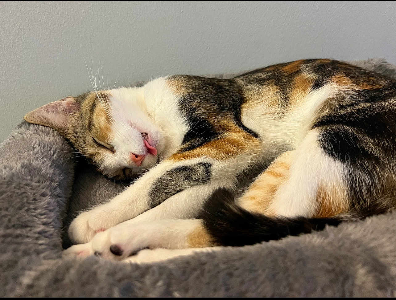 Cleo