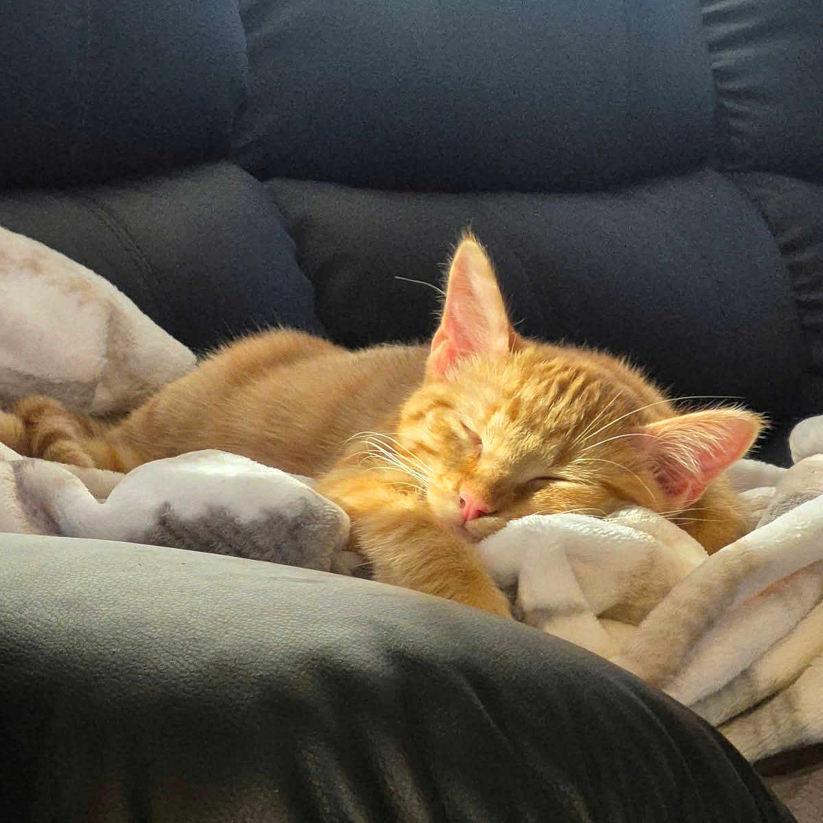 Kitten is registered to the contest to win money with this photo: blanket, cat, closed_eyes, couch, cozy, curled_up, ears, feline, fur, home, indoors, kitten, napping, orange_cat, pet, portrait, relaxed, sleeping, sofa, whiskers