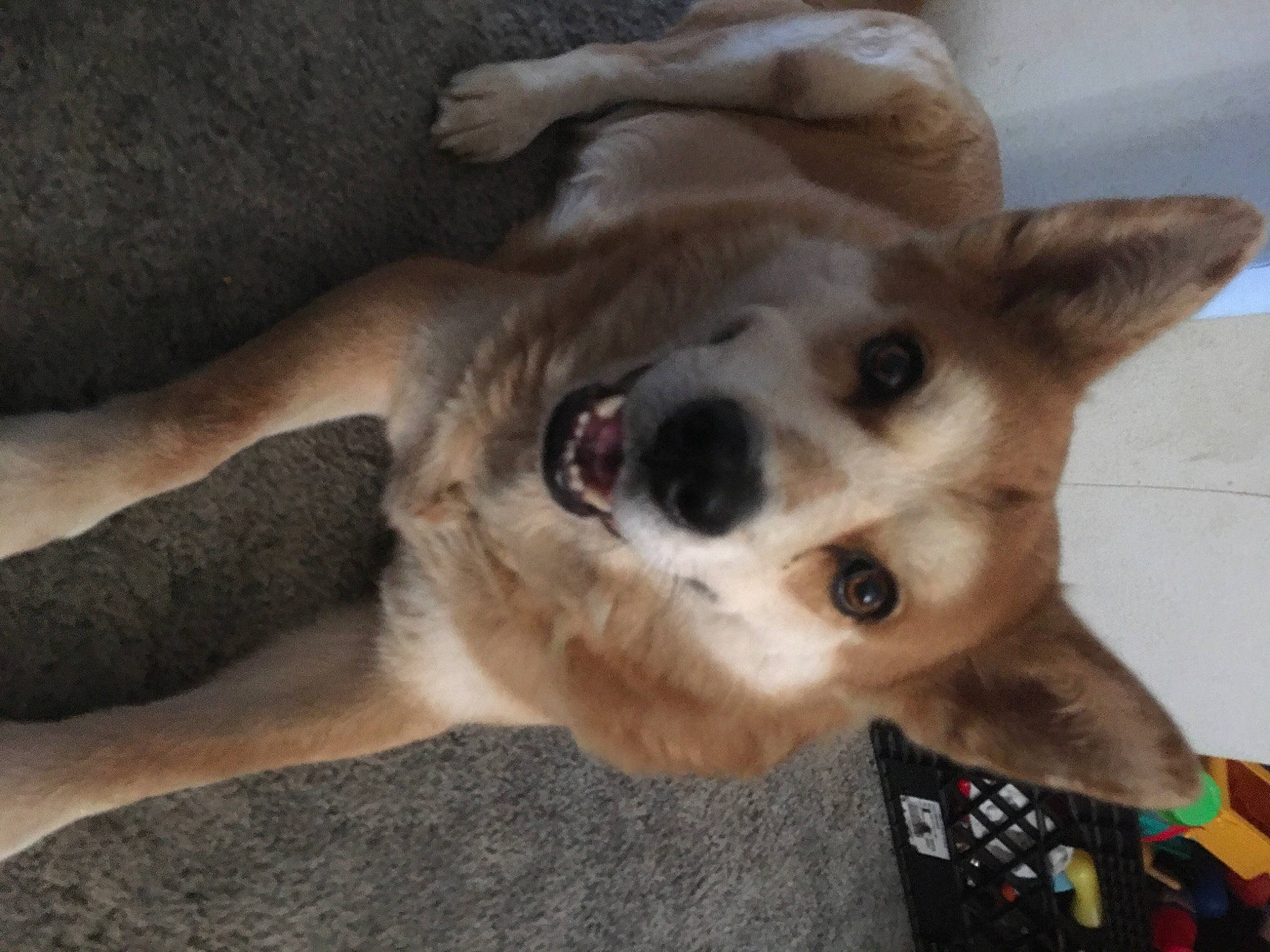 Enzo joined the competition — help win amazing prizes! aircraft, canidae, carnivore, collar, companion_dog, dog, dog_breed, dog_collar, dog_supply, fawn, fur, non_sporting_group, paw, snout, sporting_group, terrestrial_animal, whiskers, working_animal, working_dog