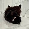 Luna joined the competition — help win amazing prizes! animal, black_cat, cat, collar, cute, domestic_animal, ears, floor, fur, indoor, lying_down, pet, playful, relaxed, resting, sleeping, soft, tag, tile, whiskers