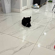 Luna joined the competition — help win amazing prizes! animal, bag, black_cat, cabinet, cat, cleaning_tools, cute, door, floor, fur, home, household, indoor, modern, pet, plant, pot, reflection, relaxing, tile_floor