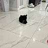 animal, bag, black_cat, cabinet, cat, cleaning_tools, cute, door, floor, fur, home, household, indoor, modern, pet, plant, pot, reflection, relaxing, tile_floor