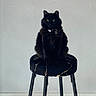 animal, black_cat, calm, cat, collar, domestic_cat, floor, four_legs, fur, furniture, indoor, legs, minimalist, pet, portrait, sitting, stool, tag, wall, yellow_eyes