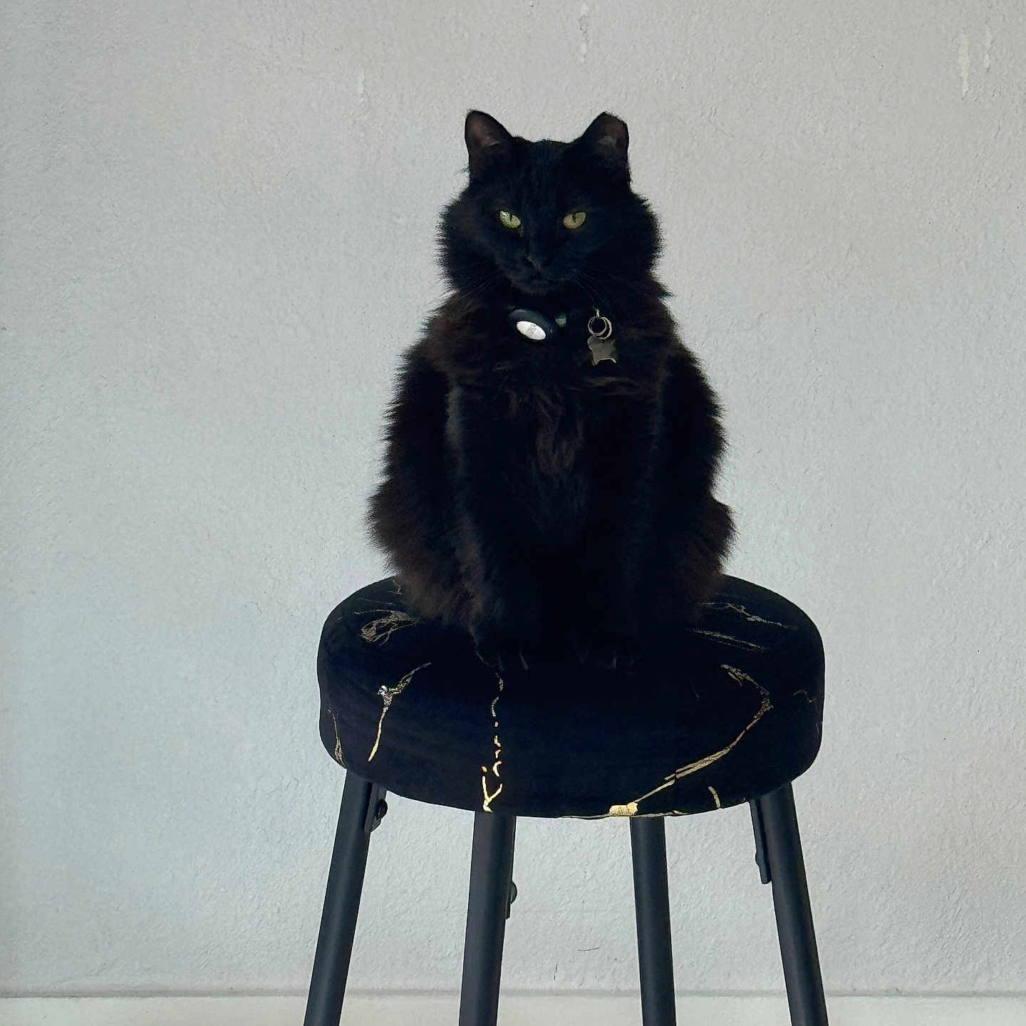 Luna is registered to the contest to win money with this photo: animal, black_cat, calm, cat, collar, domestic_cat, floor, four_legs, fur, furniture, indoor, legs, minimalist, pet, portrait, sitting, stool, tag, wall, yellow_eyes